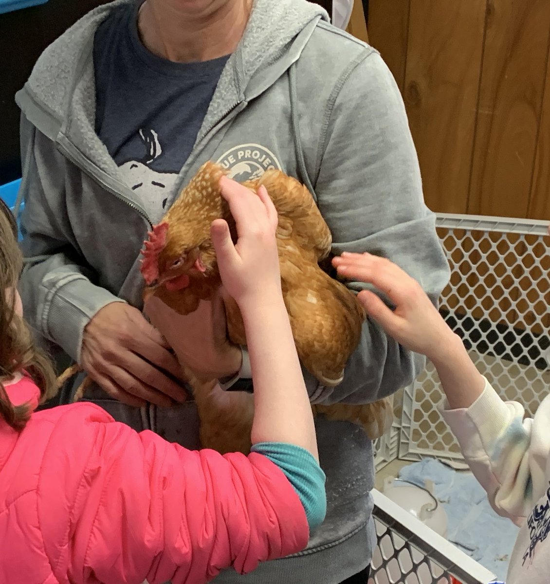 We had some chicks 🐓🐣 visit us today ⁦<a href="/CCSSpruceRun/">Spruce Run</a>⁩ 
#OurCCS