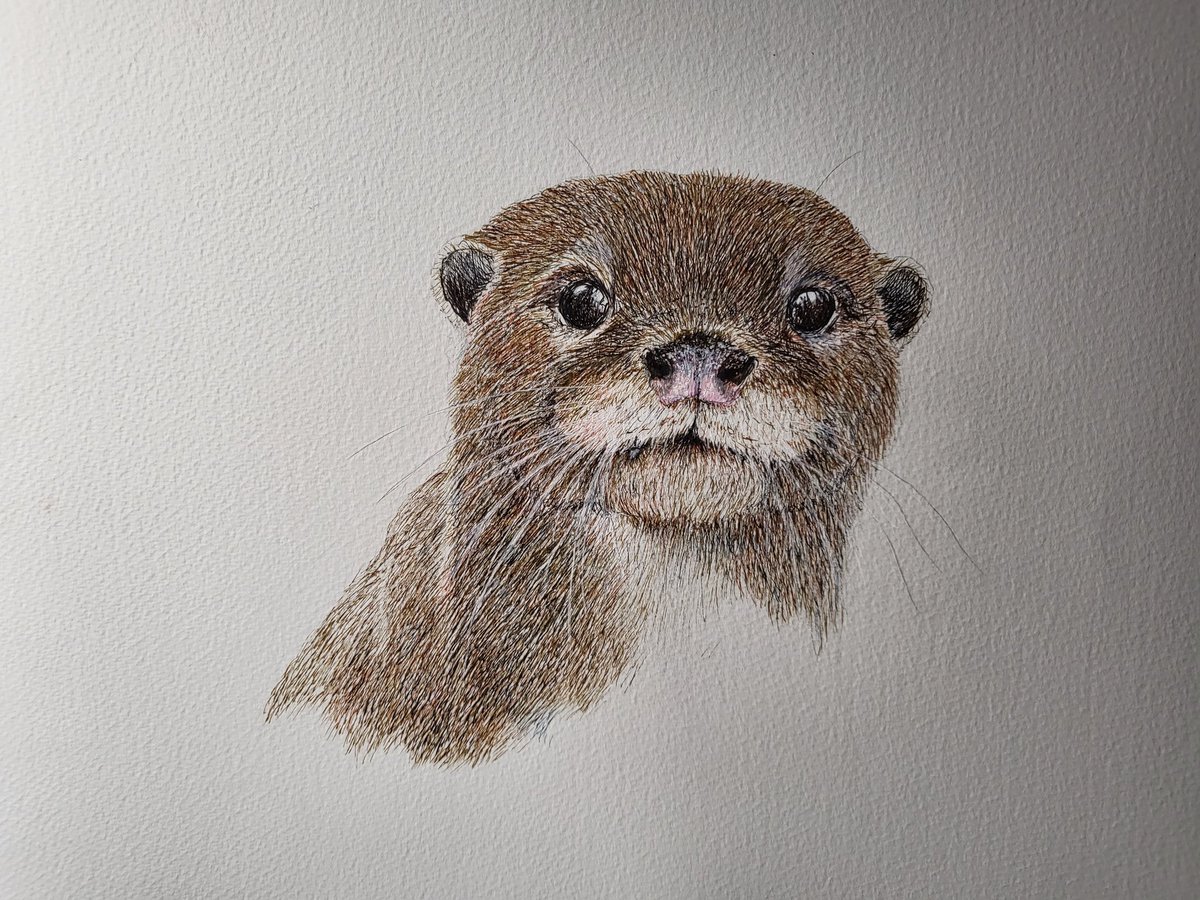 Otter 
#otter #britishwildlife #wildlife #wildlifeart #penart #veganartist #veganfortheanimals #vegan