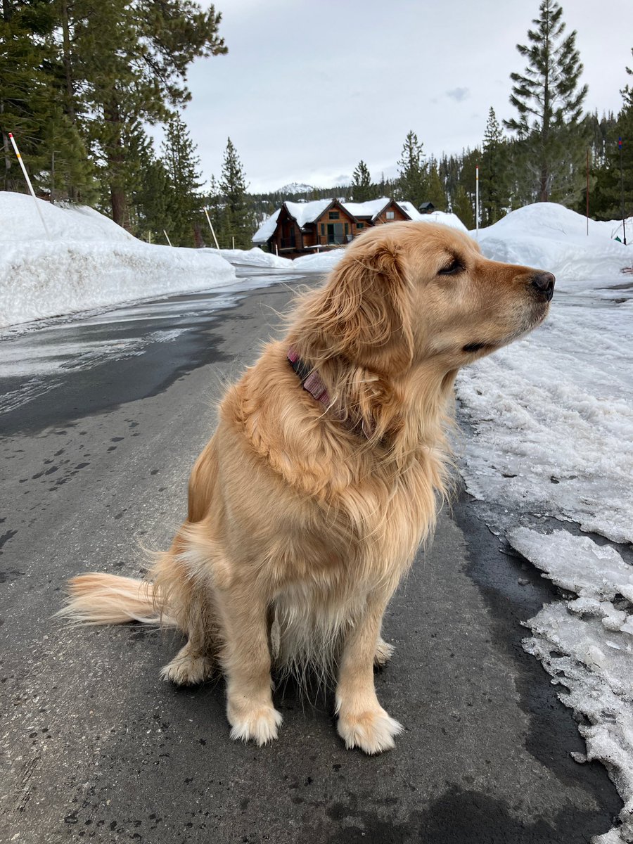 KCBS 106.9 FM/740 AM (@kcbsradio) on Twitter photo And another <a href="/KCBSRadio/">KCBS 106.9 FM/740 AM</a> newshound is on assignment: Maggie is sniffing out the stories in #tahoe today. And another <a href="/KCBSRadio/">KCBS 106.9 FM/740 AM</a> newshound is on assignment: Maggie is sniffing out the stories in #tahoe today.