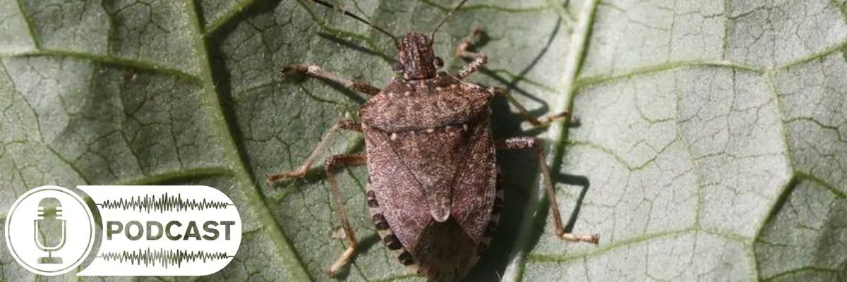 Antonette Walford, entomologist with Agriculture Victoria explains what the Brown Marmorated Stink Bug looks like and what to do if you happen to find one in your garden in the latest ‘The Good, The Bad, and the Bug-ly’ episode. Listen 🎧 here  buff.ly/2TOUEgU