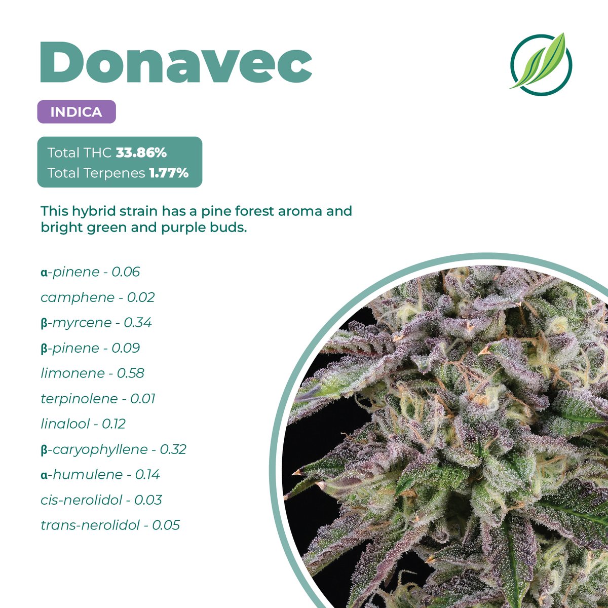 CTPharmaSol's tweet photo. Donavec is a hybrid strain with a pine forest aroma and bright green and purple buds.

You must be 21 years old to view this content. https://t.co/YIJjok212J