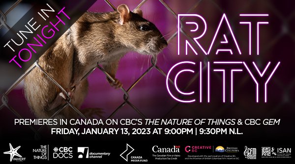 ratcitydoc's tweet photo. RAT CITY airs tonight, Friday the 13th on CBC's The Nature of Things at 9:00pm ET/PT (9:30pm N.L), also available to stream on CBC Gem. Visit CBC TNOT's show page: https://t.co/WOjCqZuF3T
Follow us on Instagram, FB &amp; TikTok 
@ratcitydoc
 #RatCityDoc  #TNOT https://t.co/cMnHdhi5sD