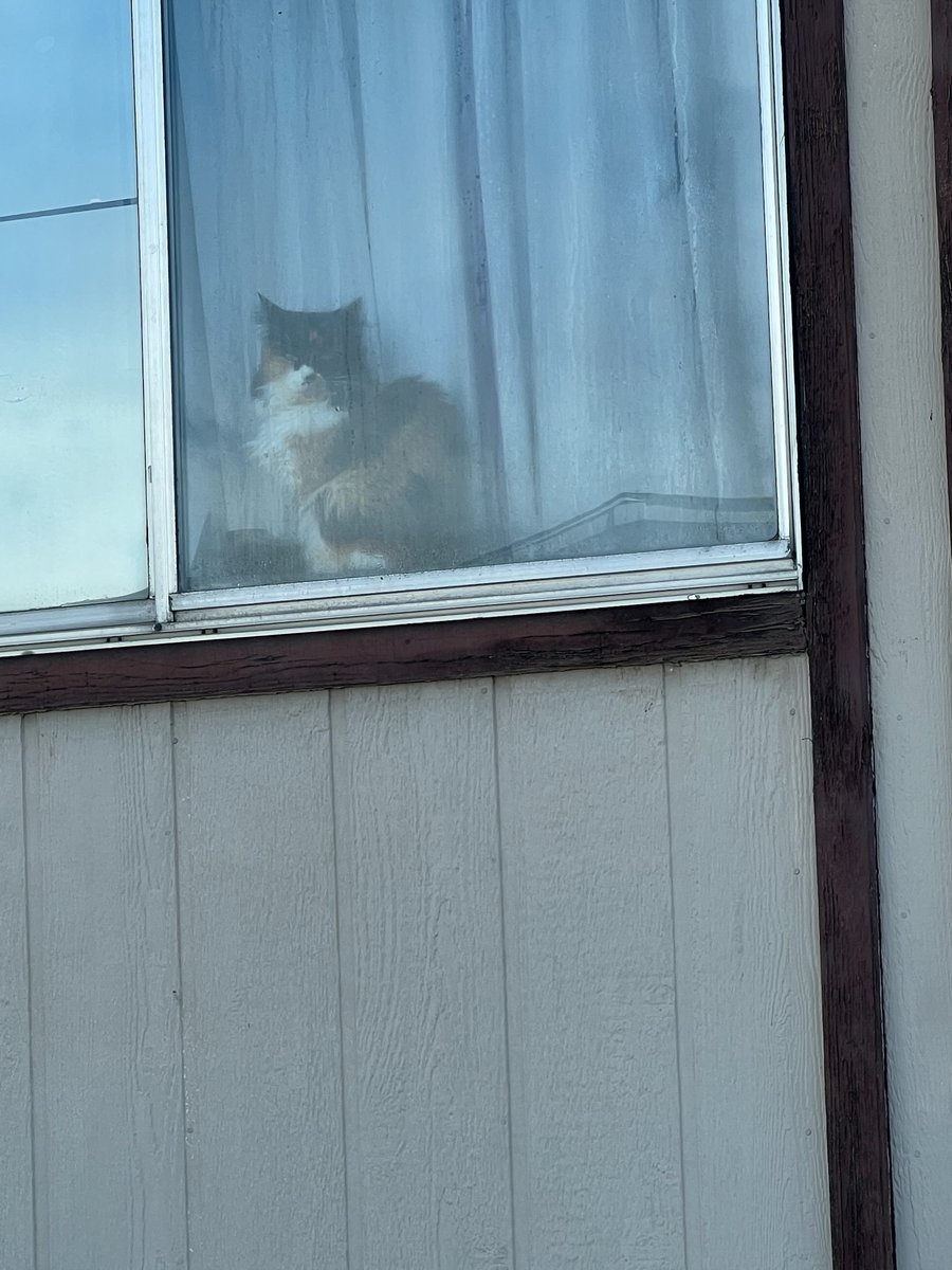 Blondenevadan's tweet image. When you see a cat in a window, does it make you smile? It does me. 😺 #Calli