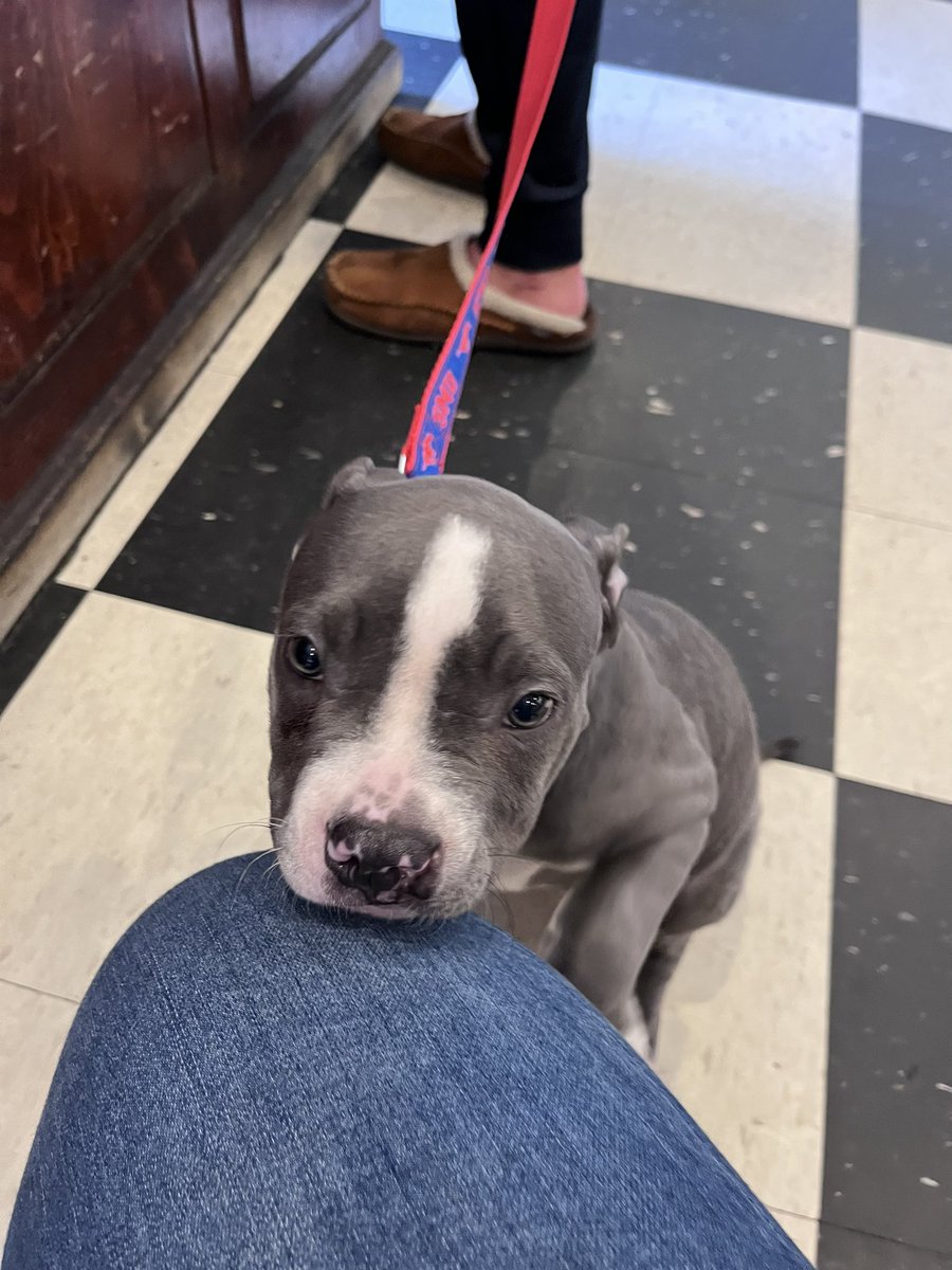 rachepedia's tweet photo. Pitt puppies I have met in the last month 🐶💕 https://t.co/Co08jVb5I1