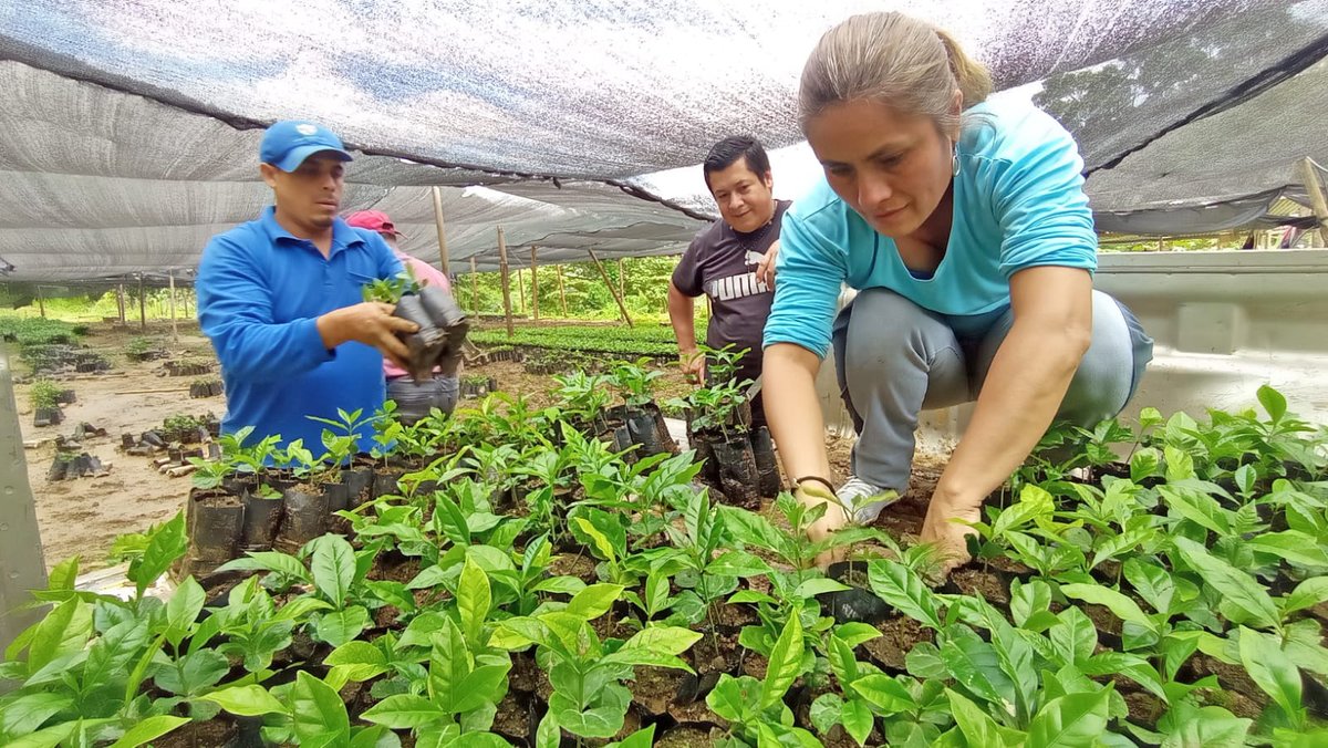 prefecturaloja's tweet photo. #LojaProduce | Entregamos 2.600 plantas de café Typica mejorada y Bourbon Sidra a productores de El Balcón y Ramirezpamba, cantón #Olmedo.
Con un correcto manejo del cultivo garantizamos mejores días para nuestros caficultores con una producción de calidad.
#CaminoAlProgreso https://t.co/xiFoPTGKIC