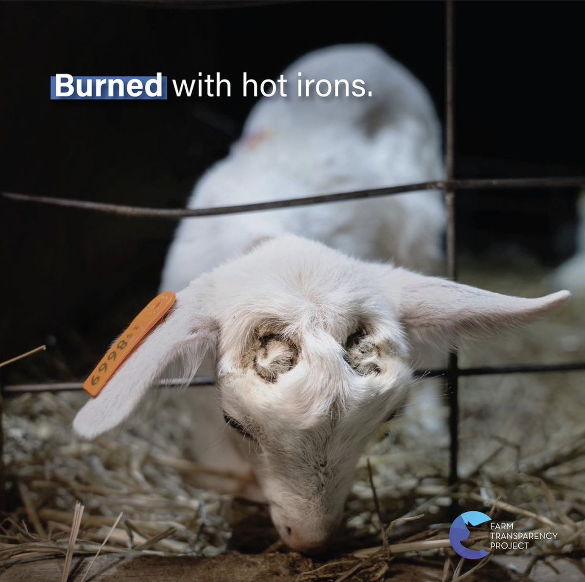 🩸MEAT FARMING #DairyIndustry 

Animal exploiters should no longer be able to operate in secrecy with legal immunity.Despite investigations, the real problem is LEGALIZED, SYSTEMATIC ABUSE OF ANIMALS.

Goats' growing buds burn off with hot irons.  #FactoryFarms #AnimalCruelty🔻
