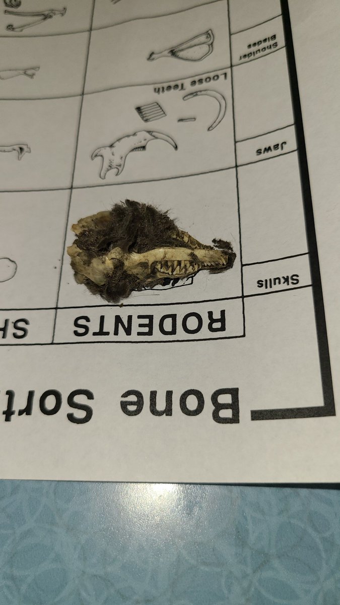 ⚙Angelina Salazar, M.Ed.👩‍💻 tweet media