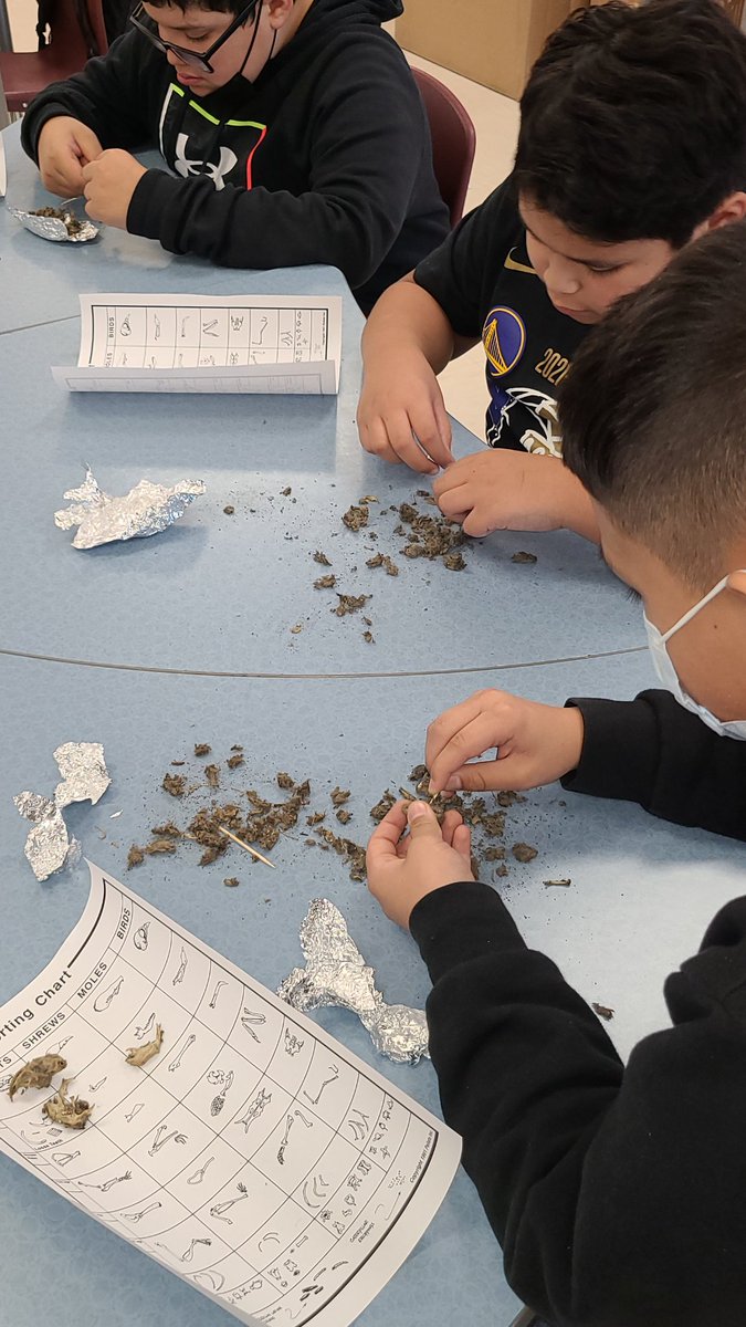 ⚠️👷‍♀️Paleontologists at work dissecting an owl pellet.🔎🦴
It was a HOOT! 🦉
<a href="/DrRodriguezElem/">Dr. Rodriguez STEM Academy</a>