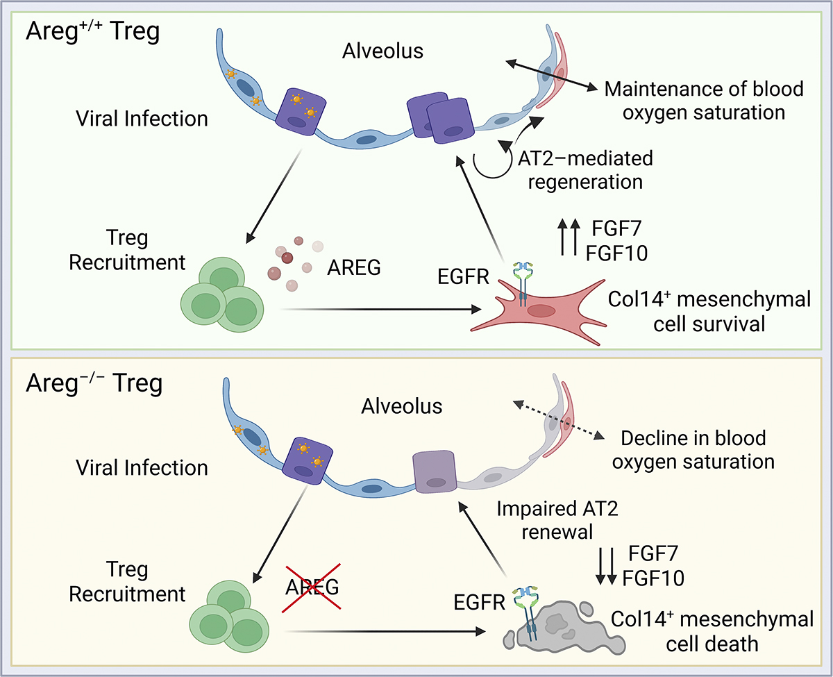 arpaialab's tweet image. New publication from our lab out in @JExpMed!
Kaiser and team show that, during #influenza virus infection, Treg cell–derived amphiregulin is sensed by EGFR+Collagen-14+ lung mesenchymal cells, promoting alveolar regeneration. rupress.org/jem/article/22…