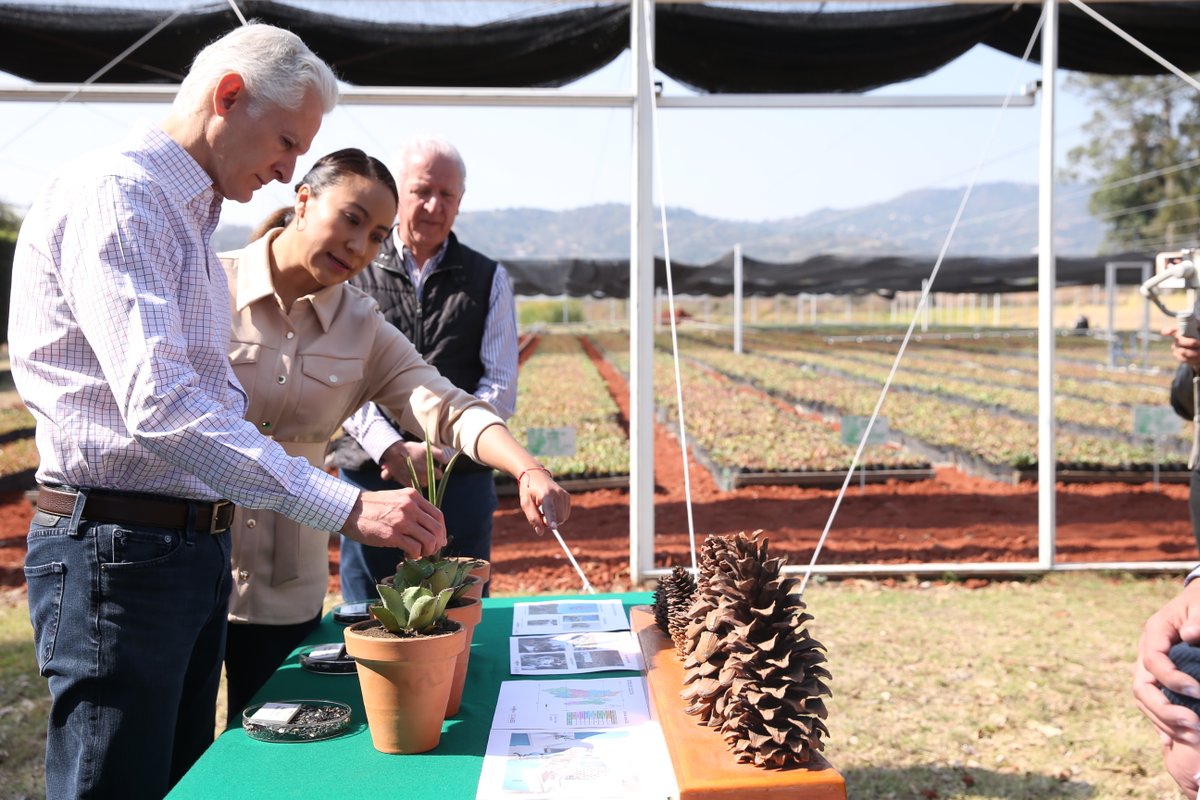 alfredodelmazo's tweet photo. Los viveros, como el que hoy recorrimos en #VillaGuerrero, nos permiten conservar y restaurar los ecosistemas forestales. https://t.co/qUTAatUU8y