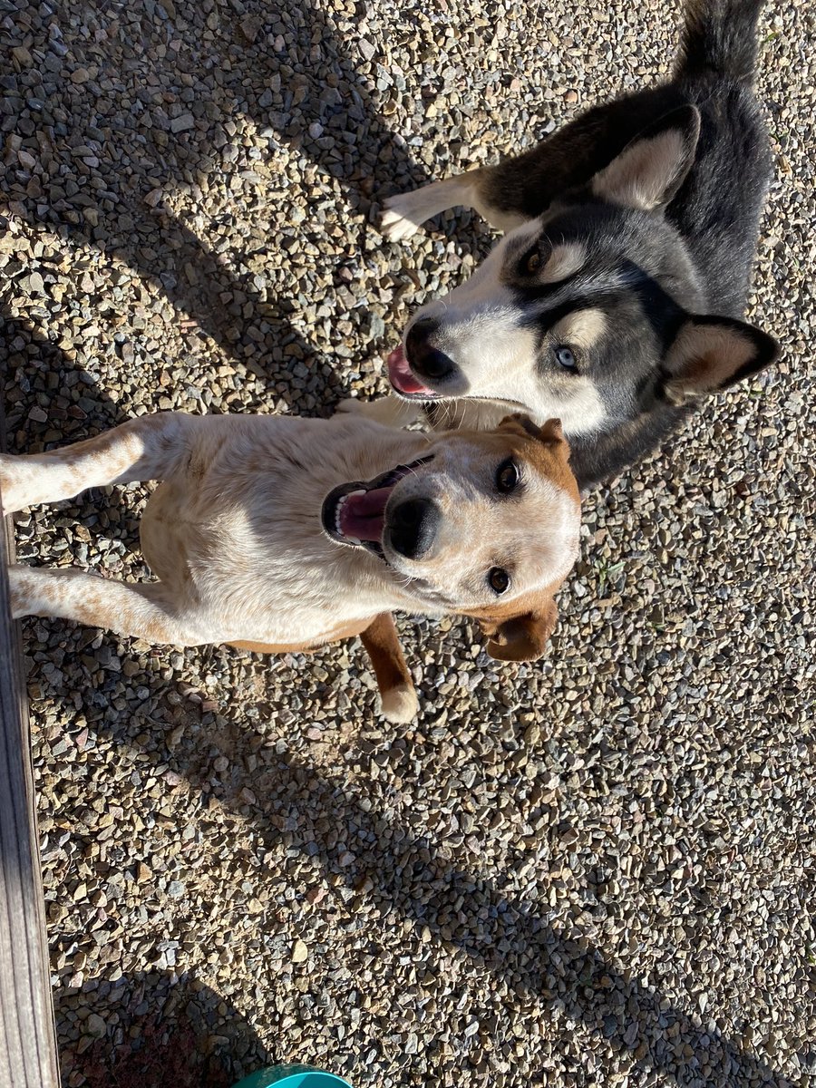 Jordan Case on Twitter "Found dogs in Marana, AZ. No tags. Trying to