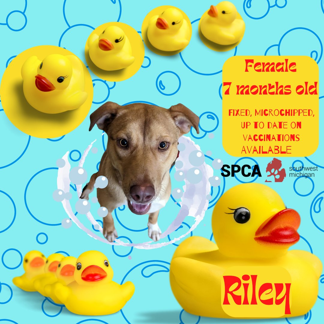 spcaswmich's tweet photo. Riley is available for adoption!

Riley's adoption fee is $280

You are welcome to visit our shelter anytime during our open hours: Monday through Friday from 11am-7pm and Saturday from 11am-4pm. We do our last adoptions a half hour before we close. https://t.co/jk7lE8Dmgs