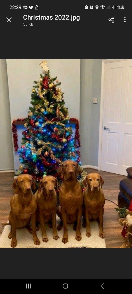 JTroshupa's tweet image. My Alfies family. Got sent this recently. His mumma on the far right of pic 💙❤️💙❤️💙❤️💙❤️ #DogsofTwittter #dogsarefamily #pooch