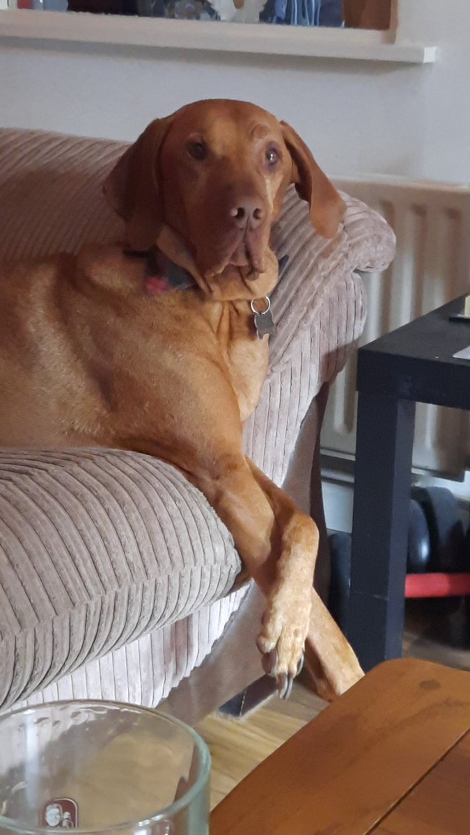 JTroshupa's tweet image. My Alfies family. Got sent this recently. His mumma on the far right of pic 💙❤️💙❤️💙❤️💙❤️ #DogsofTwittter #dogsarefamily #pooch