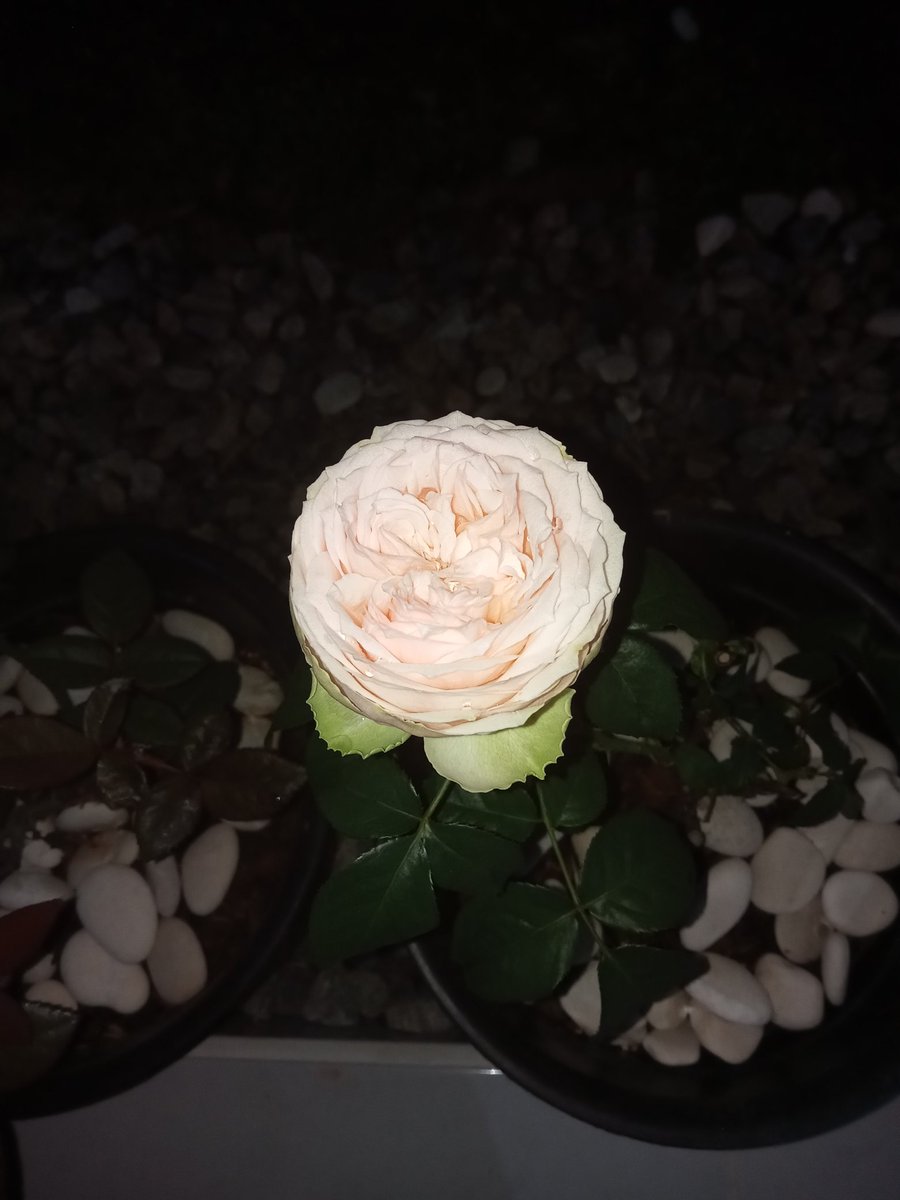 Andinistica's tweet photo. Si merah muda yang mekar sempurna 🥳 https://t.co/qvL8WQSTi0