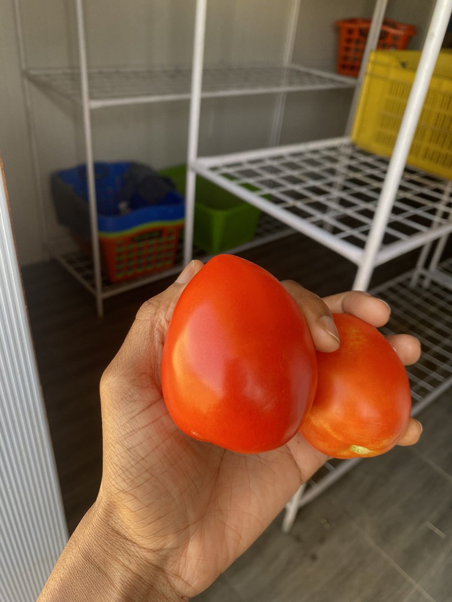 consumableshop's tweet photo. Our tomatoes are solid, fleshy and mold-free. They can last up to a month when kept in a cool environment #greenhousefarming https://t.co/A1vNBlkubo