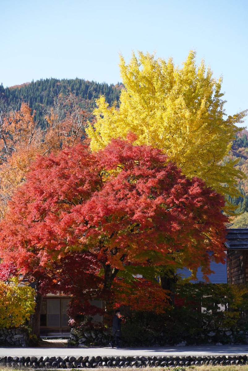 MPortraiture's tweet photo. Nagano Japan
Autumn 2022 https://t.co/63c62LXa4a