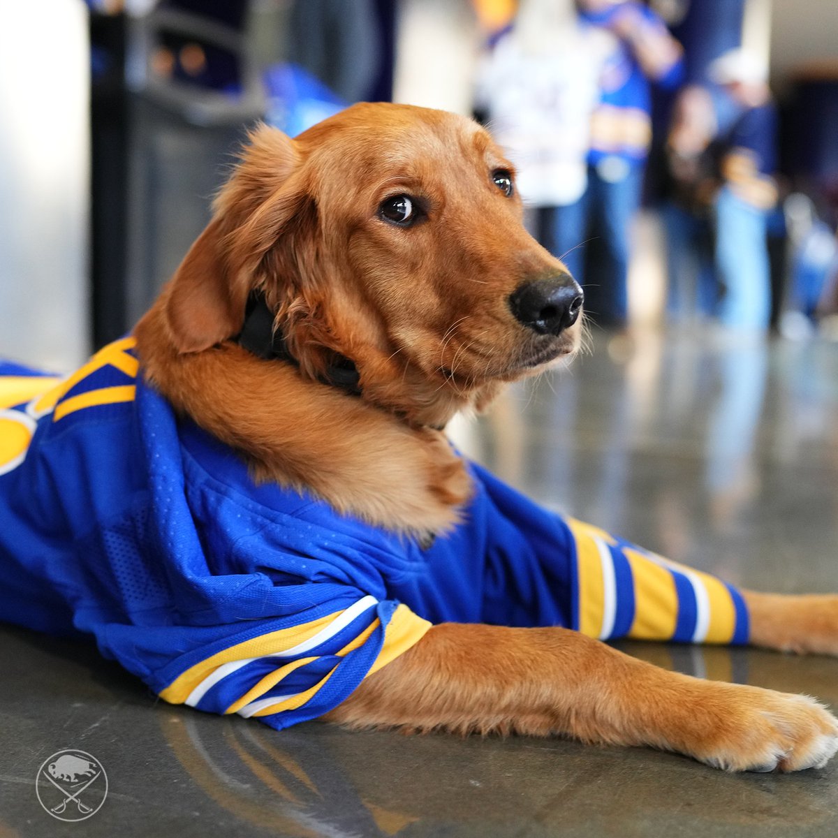 BuffaloSabres's tweet image. RT or Nikki will judge you 🤔

#NHLAllStarVote Rasmus Dahlin
#NHLAllStarVote Jeff Skinner
#NHLAllStarVote Alex Tuch
#NHLAllStarVote Dylan Cozens