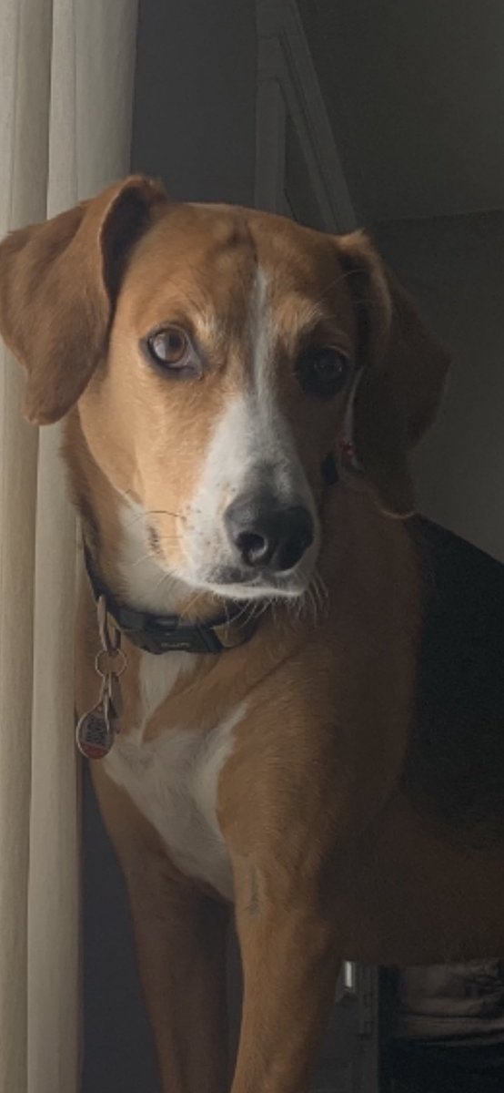 JenniferVEvans's tweet image. ….giving her all the food…#thatface #imdoomed