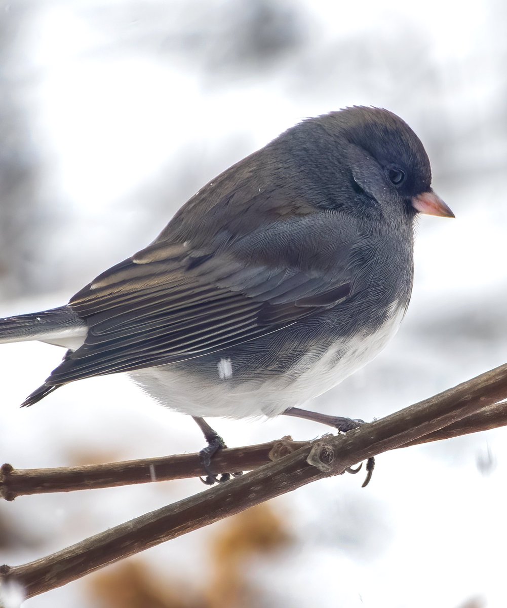 « Do you want to play in the snow ? ». Dark-Eyed Juncos, also called ‘snow birds’ by some people, were VERY active today during the snow storm.  Quite fun and cute to watch them.  #birdphotography #birdwatching #Naturephography