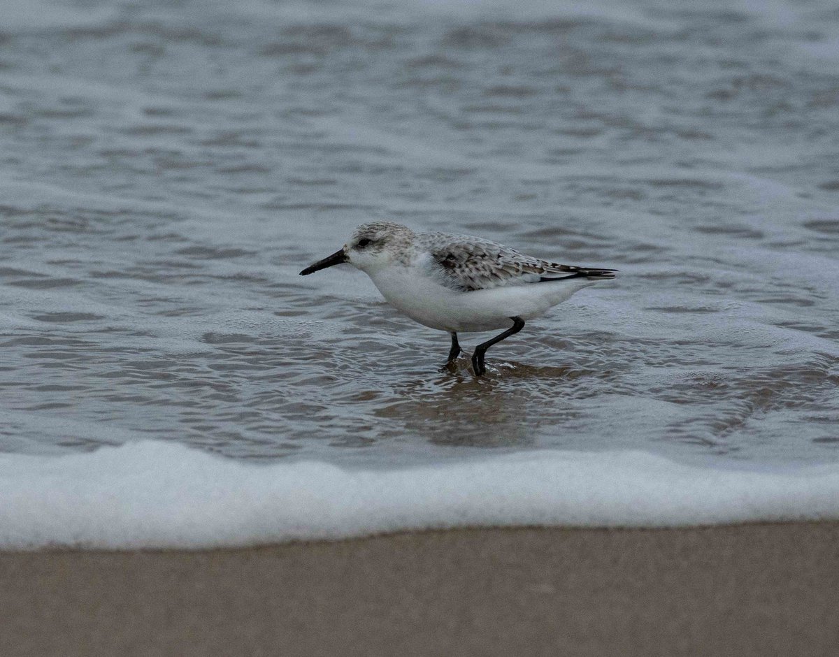 Plenty of Black-headed Gulls in Colwyn Bay at high tide this afternoon (and a solitary sanderling), plus one gull with a black head. Has spring sprung in North Wales? 😁 <a href="/IoloWilliams2/">Iolo Williams</a>
<a href="/Natures_Voice/">RSPB</a> #winterwatch #BirdsOfTwitter