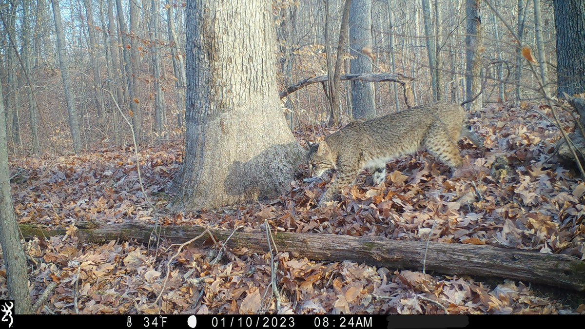 Some early field season goodies #cameratrap
