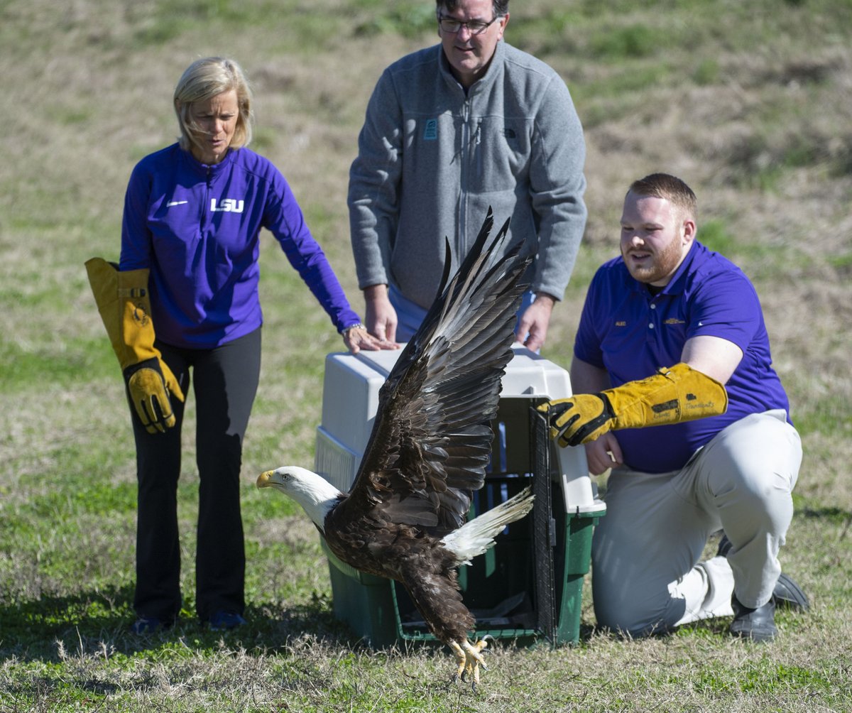 TravSprad's tweet photo. Advocate photos: LSU women’s basketball head coach Kim Mulkey was on hand to help open a kennel, Jan. 13, 2023, releasing a bald eagle nursed back to health at LSU School of Veterinary Medicine’s Wildlife Hospital.@LSUwbkb @theadvocatebr @LSUVetMed @LSU https://t.co/loo9NE527g https://t.co/aI1wmoevtr