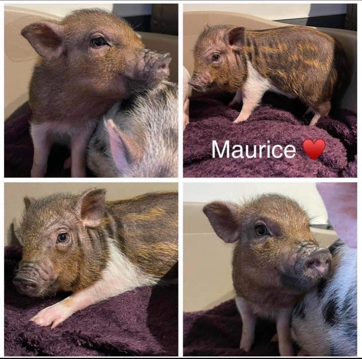 Patrice Lavoie (il/lui) tweet media