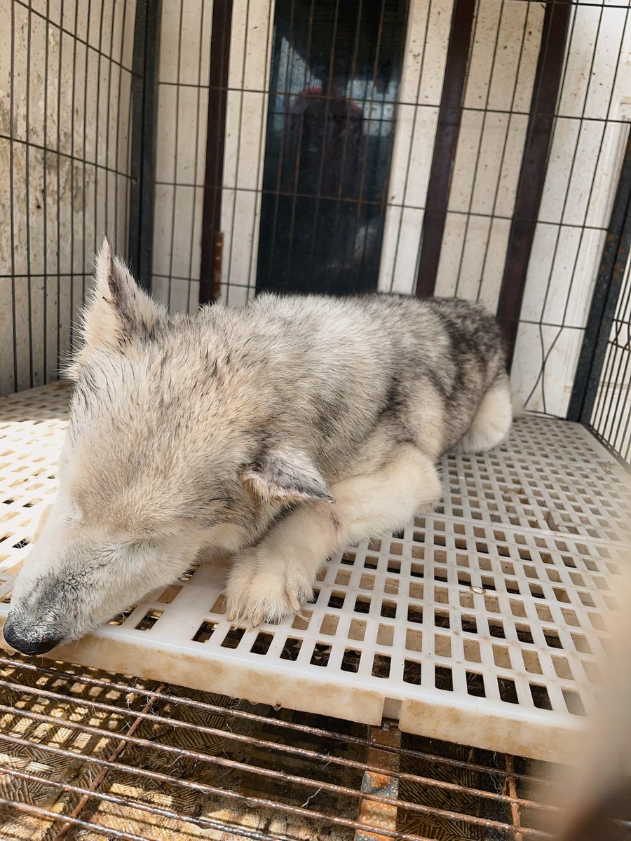 leopoldluck's tweet photo. Look i'm flying to heaven now 🐕 https://t.co/54TbH5nOvB
