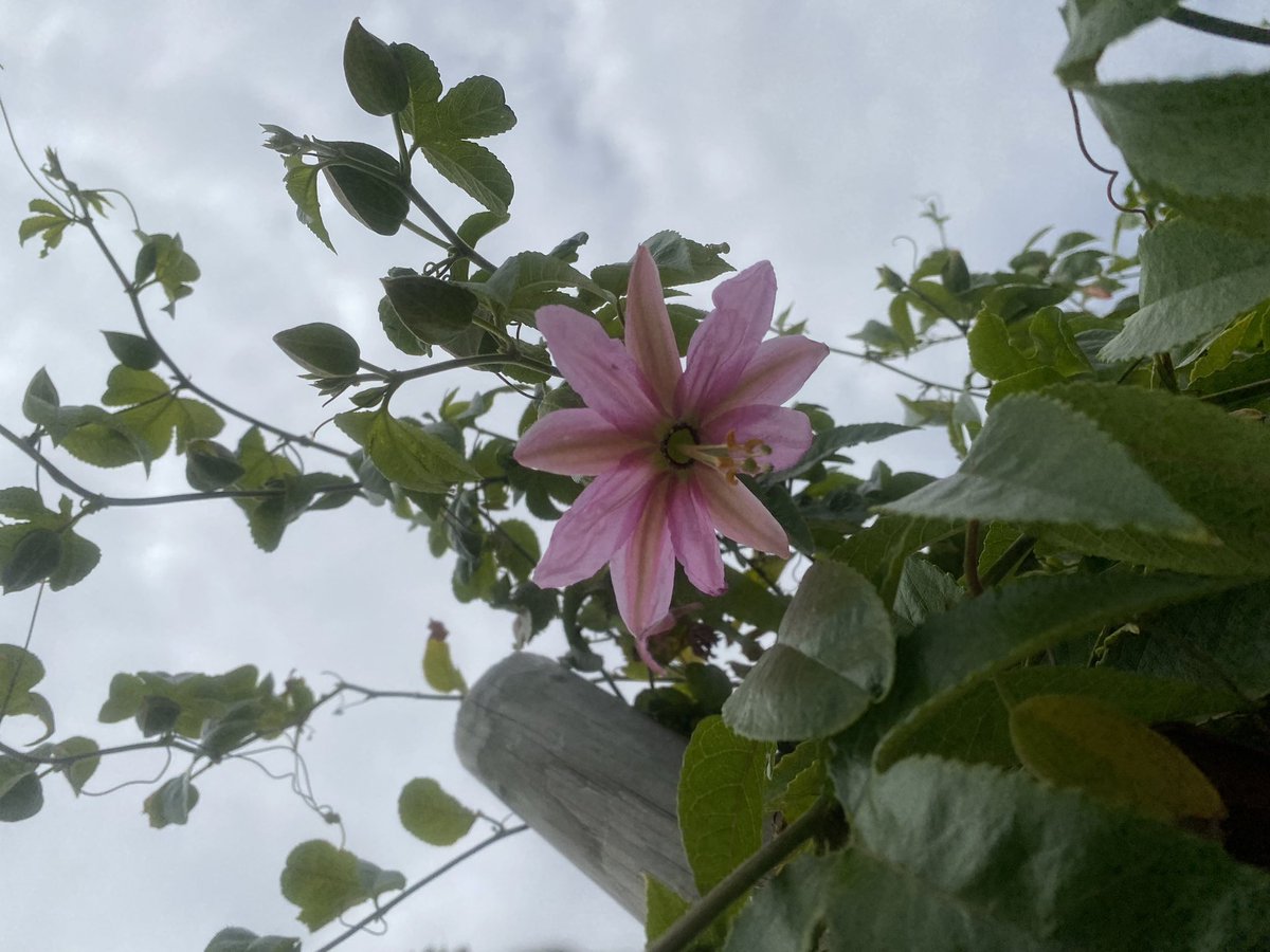 Banana passionfruit!? Growing in Hopetoun with the help of some great pea hay