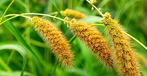 RisingKashmir's tweet image. #Underutilized Food #crops in North Western #Himalayas

The underutilized crops of today were the major crops in the past

Writes Dr. ASHU SHARMA

risingkashmir.com/underutilized-…