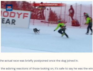 かわいい】アルペンスキー大会に犬乱入、競技は一時中断も選手と観客は 