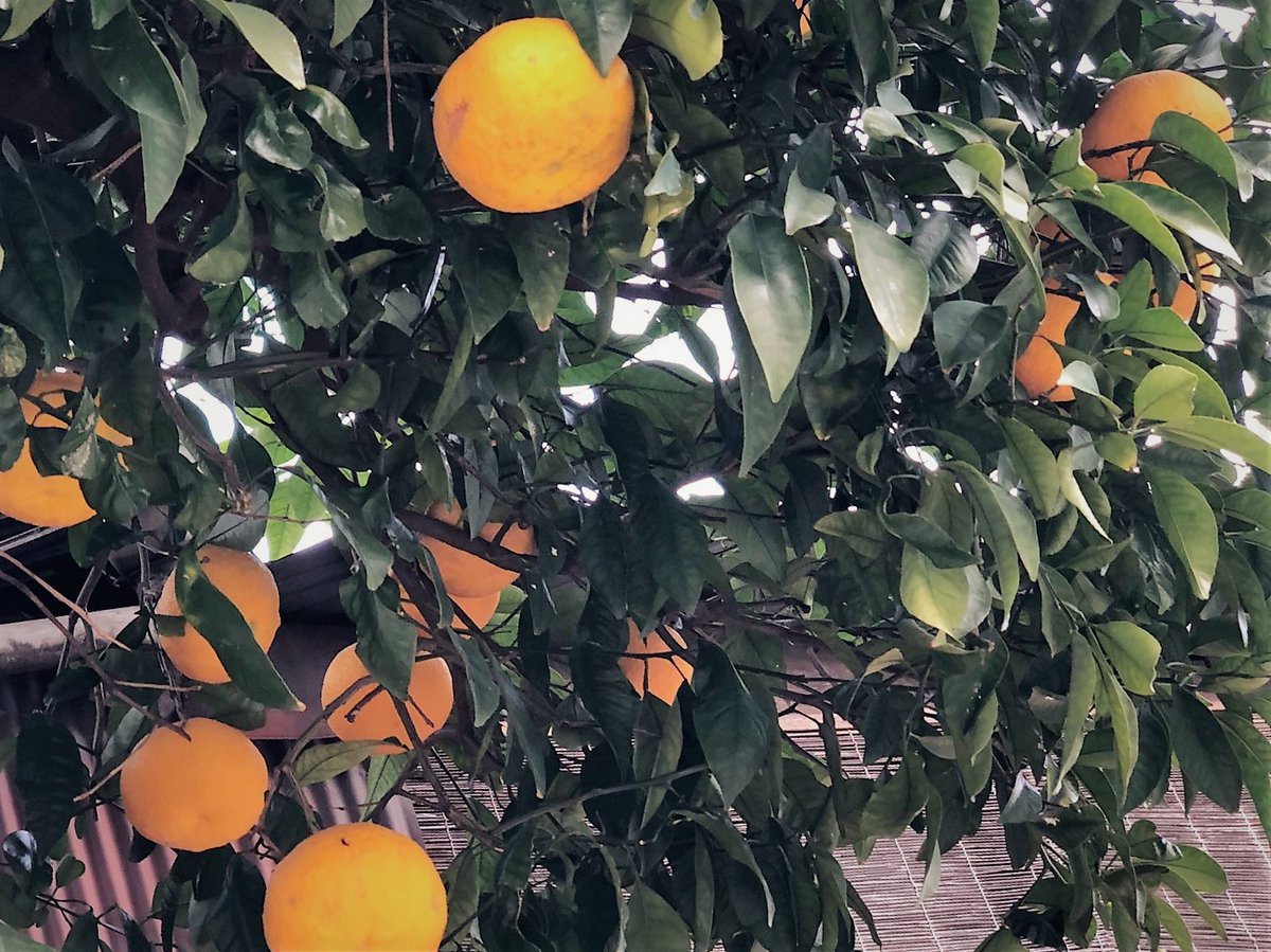 SouToku_4970's tweet image. ／
🌧️ → ☁️　土曜日、こんにちは！
＼

今日は、
思ったほど気温が上がっていないような･･･
　
明日以降は、気温が急降下だそうですよ💦

よい週末を、お過ごしください😀！
　
写真は、
夏じゃないけど、夏みかん🍊 （笑）

#こんにちは
#Goodafternoon

#Доброгодня（🇺🇦　ドーブロゴ ニャー）