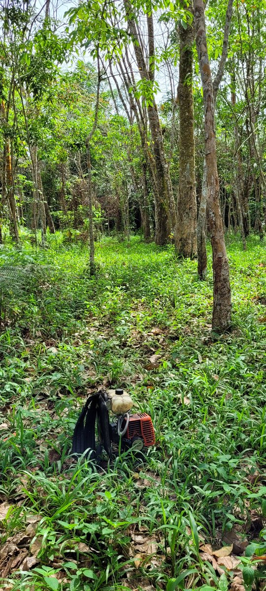 PakGGChannel's tweet image. Kerja hari ini. Meneruskan proyek yang belum kelar. #proyek #hambalang #berkebun