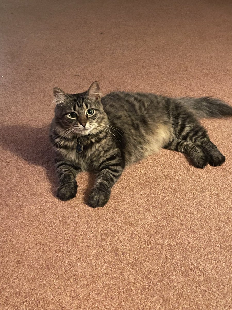 RobinCato's tweet photo. @michaelscat2 Kitten. https://t.co/69IVFrOFWy