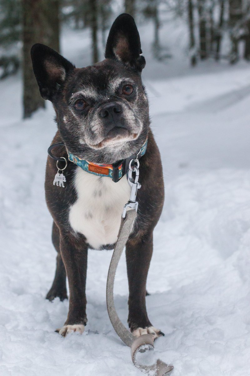 roamwiththem tweet media