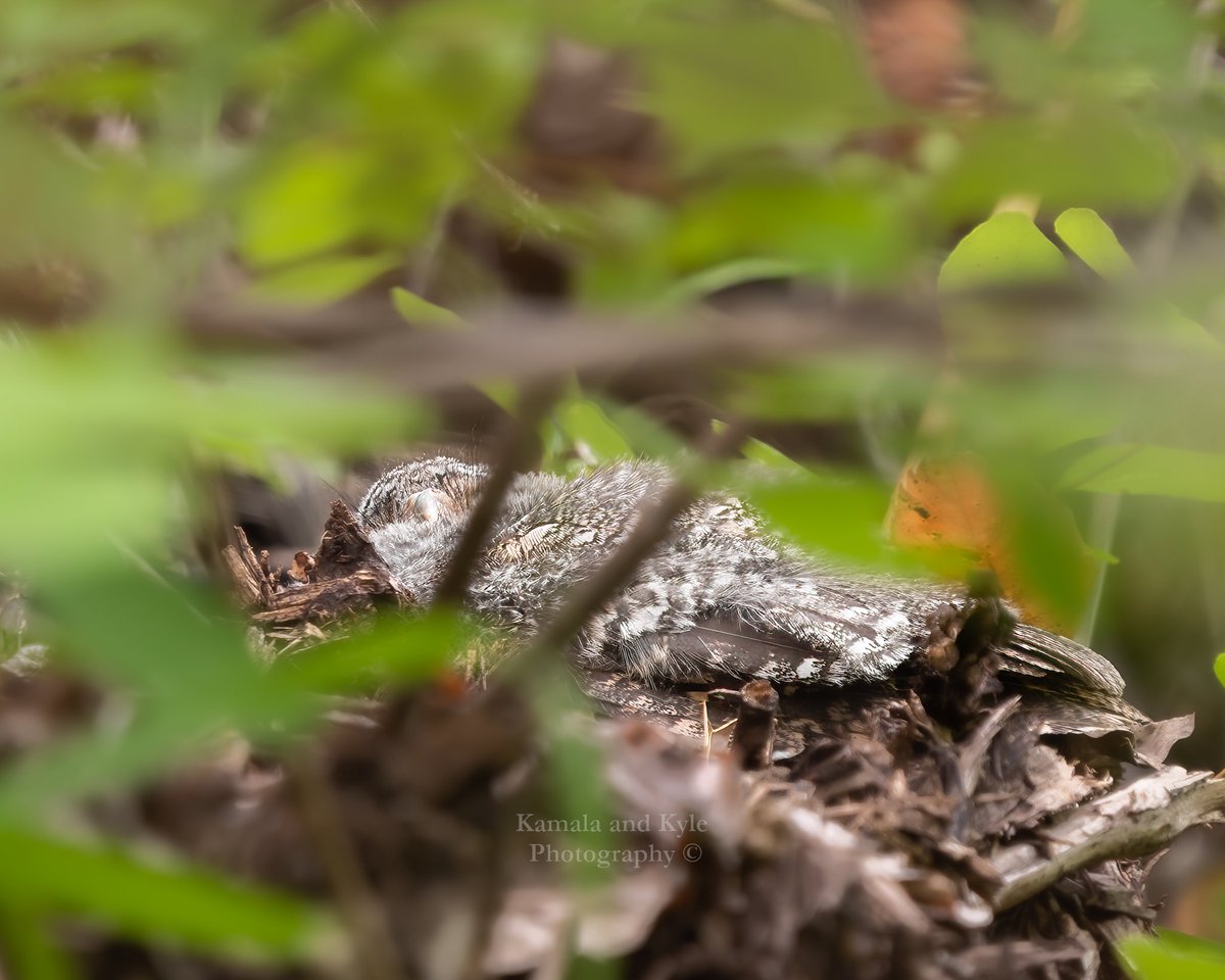 KamalaKyle's tweet photo. Flammulated Owlet snoozing the day away!
#flammulatedowl #flammulatedowls #flammulatedowlet #psiloscopsflammeolus #flammyowl #bcowl #bcowls #owlsofbc #owlsinbc #bcowling #bcowlwatching #bcowlhunter #bcowlhunters #britishcolumbiaowl #britishcolumbiaowls #owlsofcanada #bcwildlife https://t.co/Ye2BTMQBGW