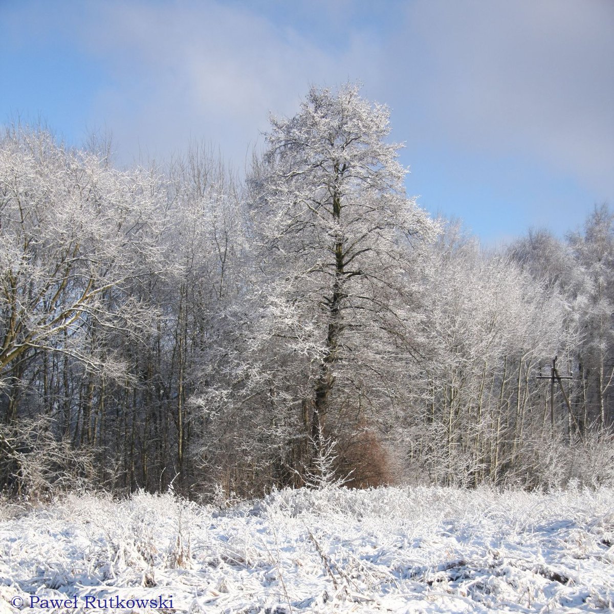 PaweRut98116786's tweet image. "Ach, kędyż są drzewiejsze śniegi..." / "But where are the snows of yesteryear..."

Pogodnej soboty! ;-)

#LandscapeforSaturday #Villon #Boy #Rosetti #trees #sky #clouds #snow #winter #landscapephotography #naturephotography #ThePhotoHour #StormHour #StormHourThemes
