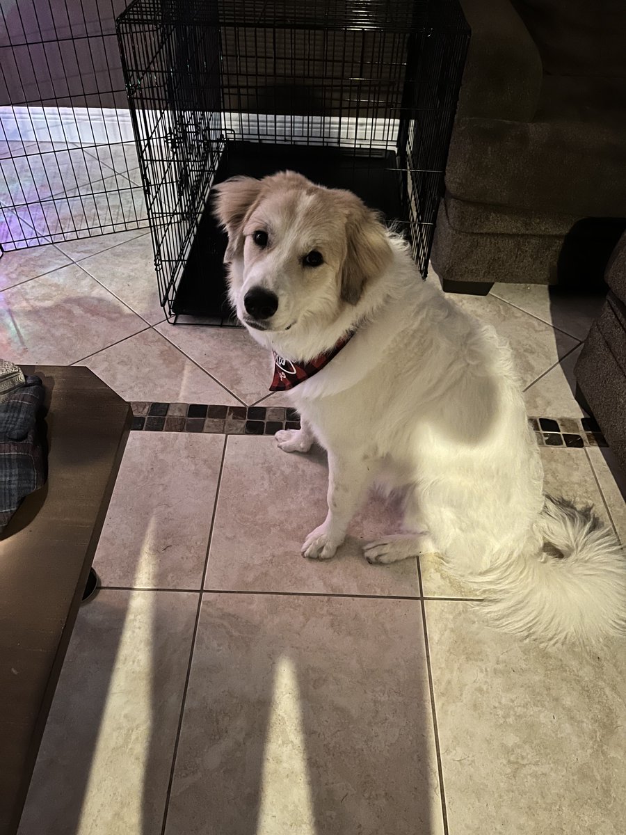 kimmad7's tweet photo. @KatiePhang My goofy “little” puppy (70 lbs) Mazie! https://t.co/EGDokL5kpi