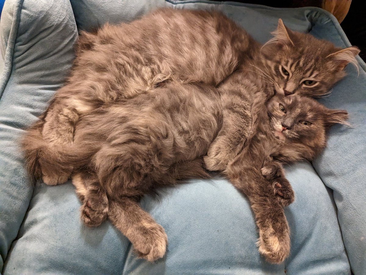 peterpanwashere's tweet photo. @StevenTDennis Their names are Silvie and Loki and they're 12-15 weeks old https://t.co/ieK4Hii5fT