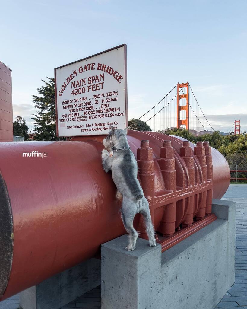 muffinjai's tweet photo. 🌁 Each main cable is formed by 27,572 steel wires with the approximate thickness of a pencil. 😲 (No dog was harm in the creation of this photo 🤣) 🌉 #GoldenGateBridge #SanFrancisco 🐶🐾🇺🇸 #SanFranciscoDog #DogsOfSanFrancisco #TravelDog https://t.co/rTawAcm5ak #dogsofinstag… https://t.co/oBXCJTCYUx