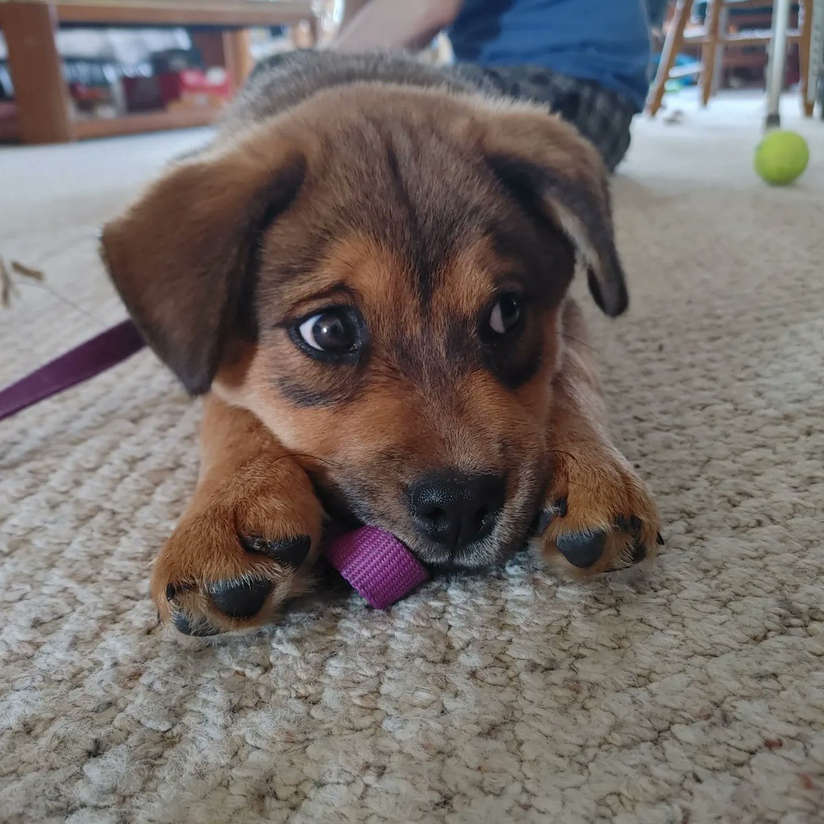 TheyMelinda's tweet photo. We got a puppy. We named him Ted/Teddy. https://t.co/LeGkgobua0