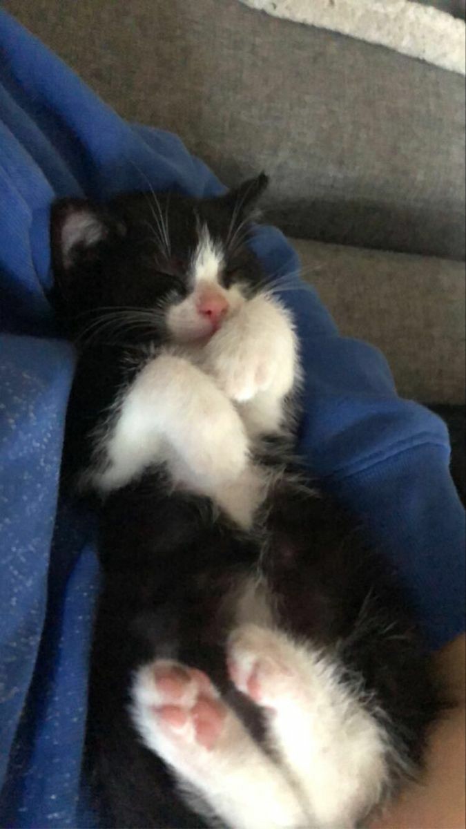 Cuidando a Oreo mientras mami Zuka anda de vida loca /j