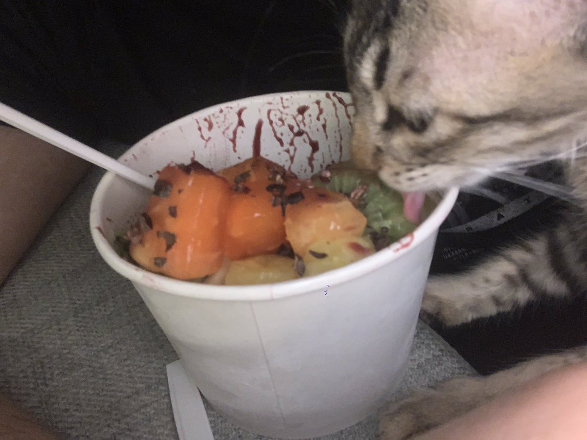bandostas's tweet photo. Cat trying to steal my açaí bowl https://t.co/cdCWFEvPuT