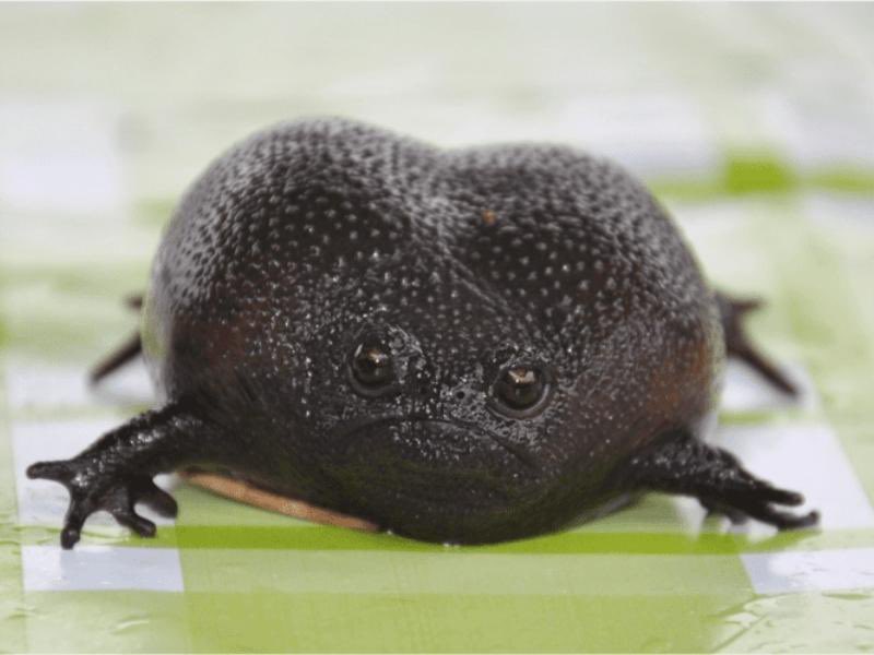 NorthernSprw's tweet photo. Meet the Black Rain Frog. I think I have found my spirit animal 🥹 https://t.co/3I4PKnpDYB