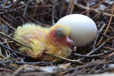 novaaoe's tweet photo. OMG In one of the videos I'm uploading to YouTube there's a barely audible baby pigeon that drove me crazy while listening to it with headphones on! The downside of having to open the window on hot days! https://t.co/KdBOcwQM2K