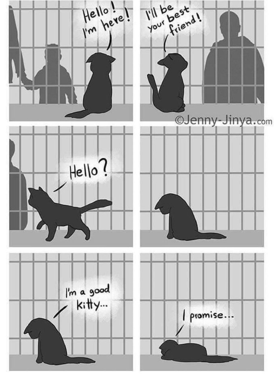OlenaMNova's tweet photo. #dontshopadopt https://t.co/9VA4YCAb2B