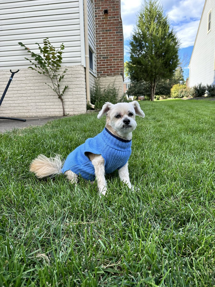 ChiwedeesDaily's tweet photo. TGIF! Couldn’t be happier for the long weekend with my mom. But why did it have to be this cold 🥶 #seniordogs https://t.co/GPBRq3irqT