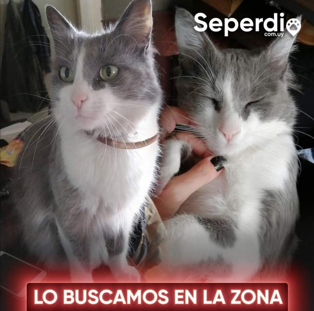 flor_silva13's tweet photo. ATAHUALPA / REDUCTO
Buscamos a GANDHI
MACHO
• 4 AÑOS DE EDAD
• CASTRADO
• TENIA COLLAR ANTIPULGAS (PERO PODRÍA NO TENERLO)
📆 | Se Perdió el SÁBADO 7 DE ENERO DE 2023
🌸 Por favor fijate si esta en tu Garage, Galponcito, Casa, Chimenea o tu Jardín. 

098 750 380
095 162 548 https://t.co/CdFtfetH9B