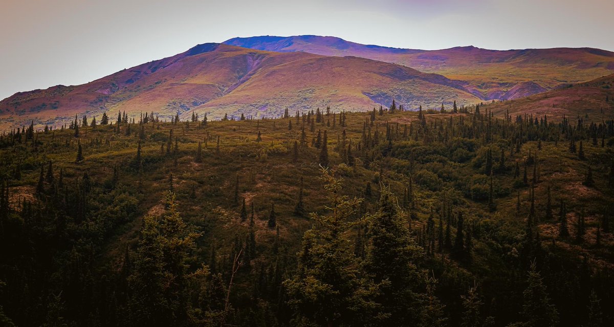 @BraydenCreation Denali.. Alaska 
July 2021

@DenaliNPS @AlaskaNPS @CanonUSApro @OutdoorPhotoMag